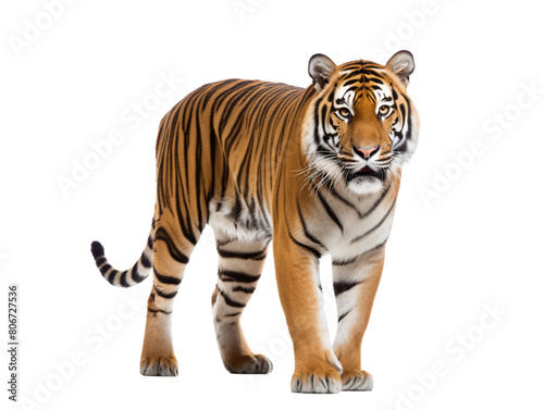 a tiger walking on a white background