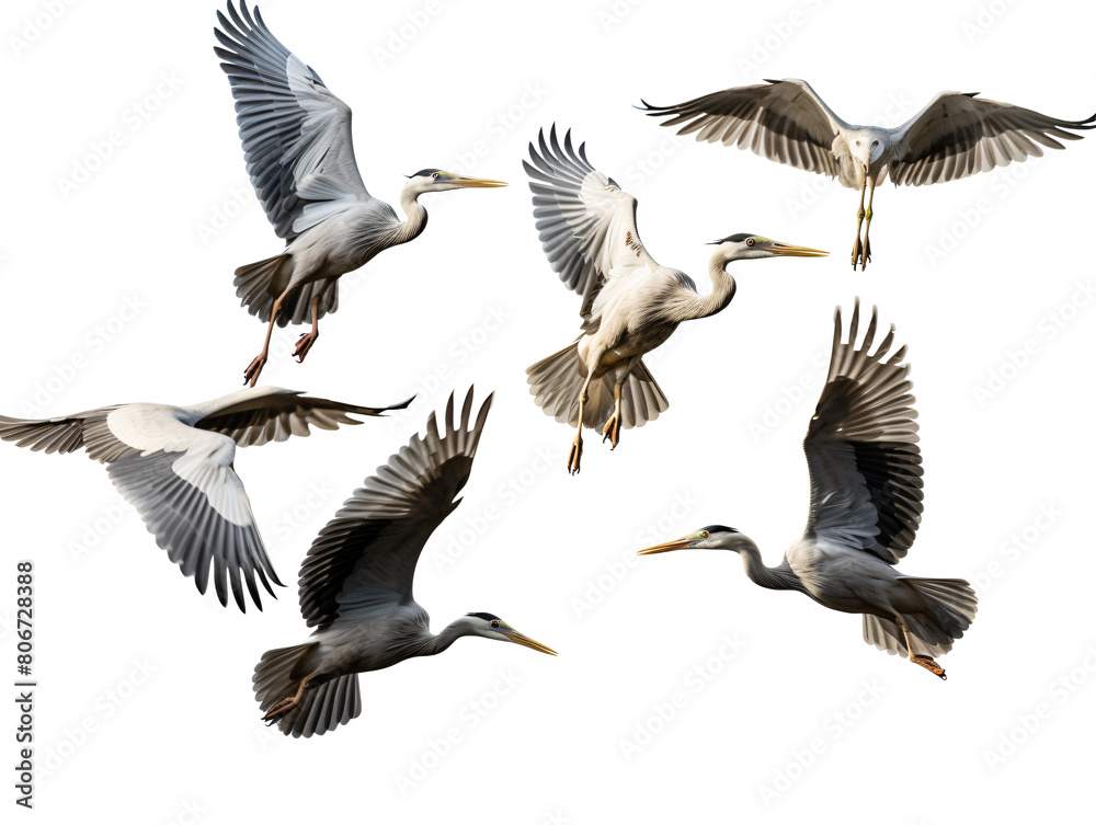 Fototapeta premium a group of birds flying