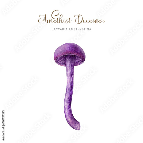 Amethyst deceiver mushroom watercolor illustration. Laccaria amethystina fungus painted single element. Amethyst deceiver edible forest mushroom on white background photo