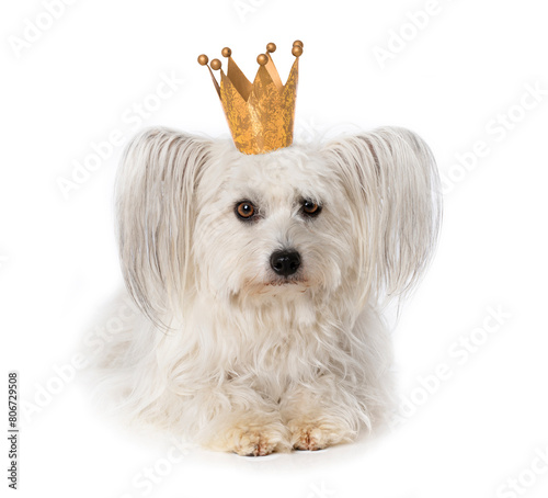 Cute white dog with a golden crown