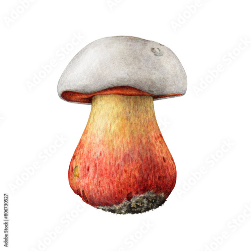Satan's bolete watercolor illustration. Hand drawn Rubroboletus satanas fungus element. Devil's bolete toxic forest mushroom isolated on white background photo
