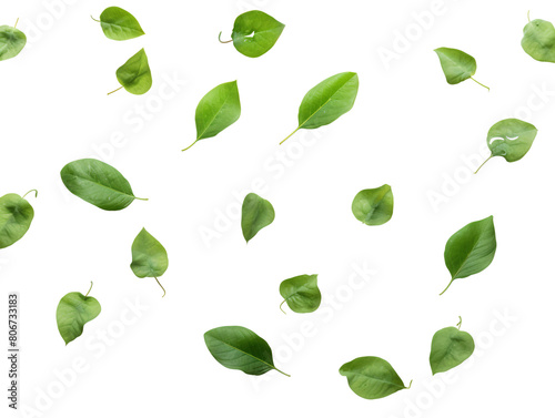 a group of green leaves