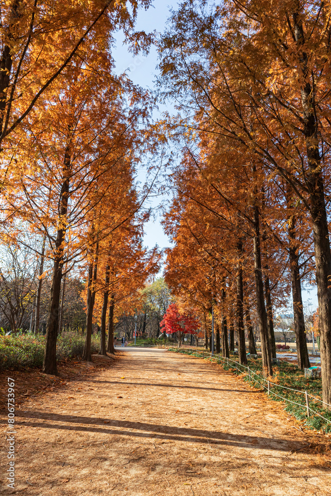 Naklejka premium autumn in the park