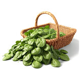 Spinach spinacia oleracea green leaves and bunches whirling over rustic wicker basket misty air Food
