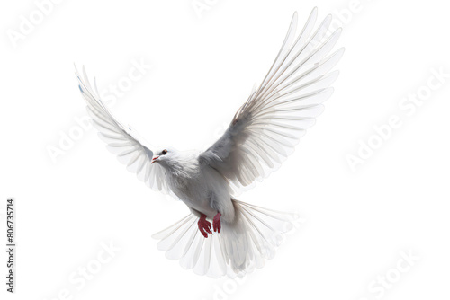 a white dove flying in the sky