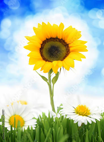 Big sunflower in the meadow. Yellow ripe sunflower in the grass among daisies with blue and white sky background.
