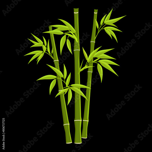 bamboo  plant  growth  cartoon  illustration