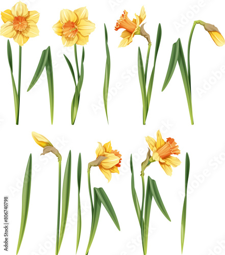 Set of daffodil on an isolated background in cartoon style. Spring yellow flower for Easter. Beautiful narcissus flower. Vector floral illustration.