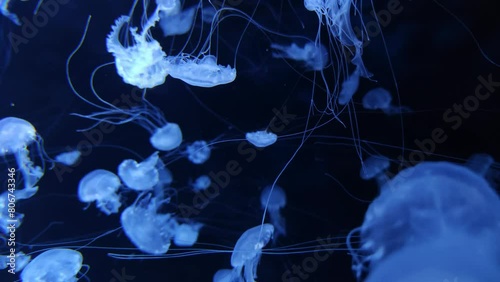 Jellyfish in the sea footage, marine background