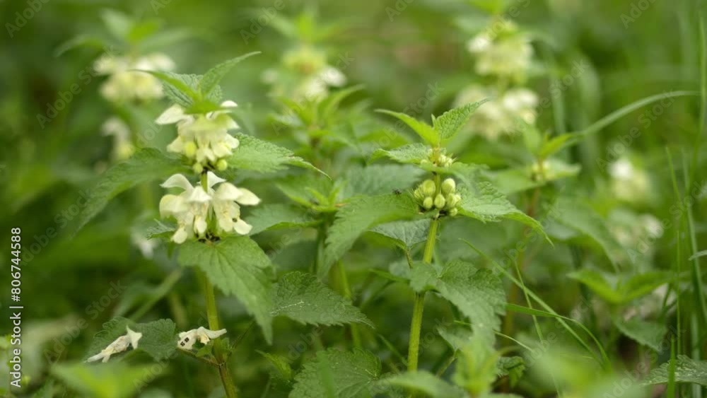 Close-up view of white nettle flowers in bloom, recorded at dawn on an organic nettle farm, ideal for herbal infusions. Close-up view of white nettle flowers in bloom, recorded at dawn on an organic nettle farm, ideal for herbal infusions.
