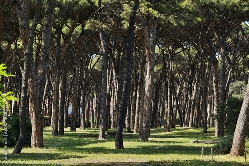 A portion of the pinewood in the neighborhood of Ostia in Rome
