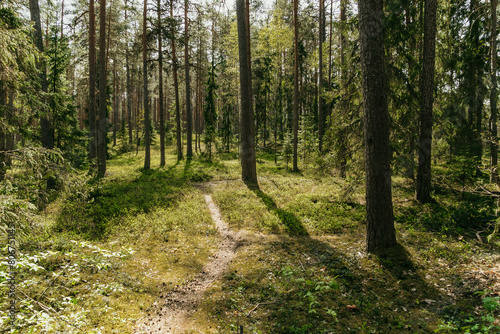 Latvian forest in late Spring. © Miks