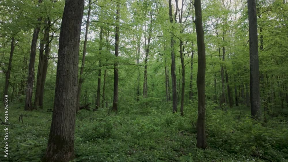 walk through green forest in summer walk through green forest in summer