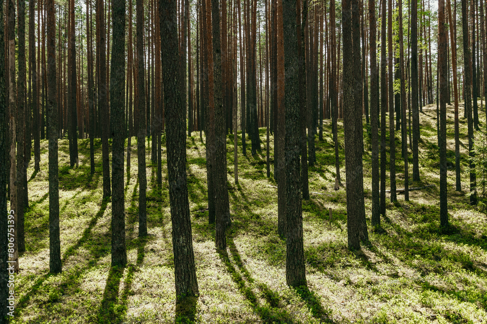 Large pine forest in summertime.