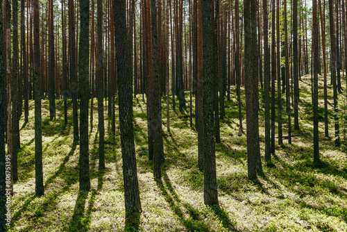 Large pine forest in summertime.