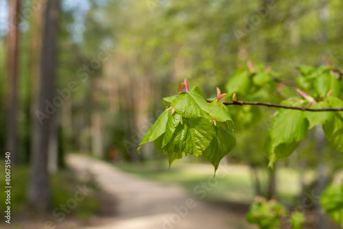 Tree leaves catch the spring sun, photo from the forest.