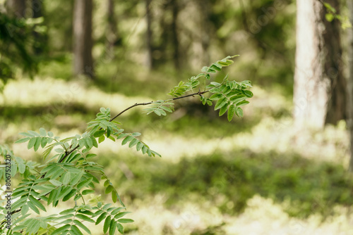 Light forest, close-up photo with leaves.