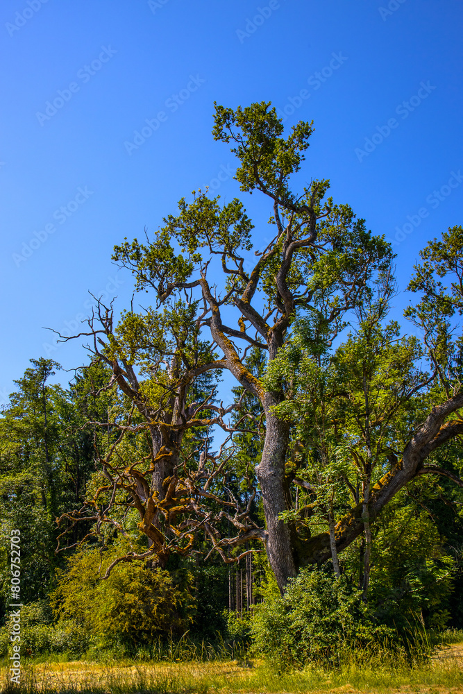 Alter_Baum_0716 Alter_Baum_0716