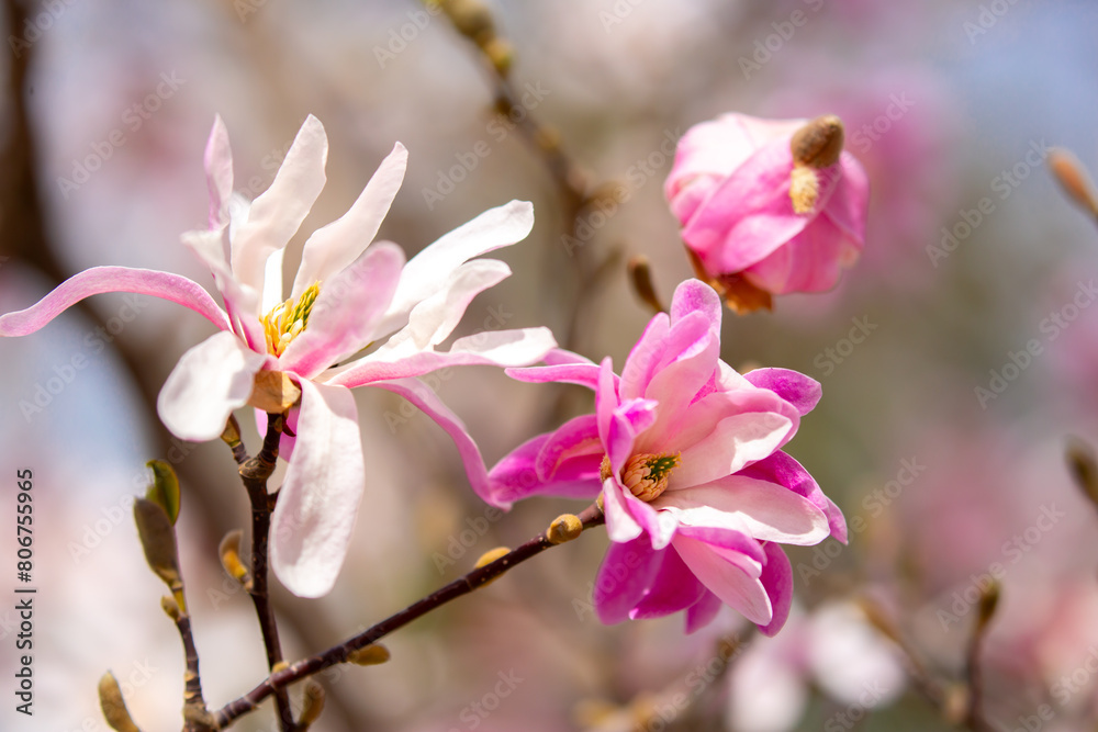 Fototapeta premium Blooming magnolia in spring. Beautiful buds of pink flowers close-up with blurred space for text.