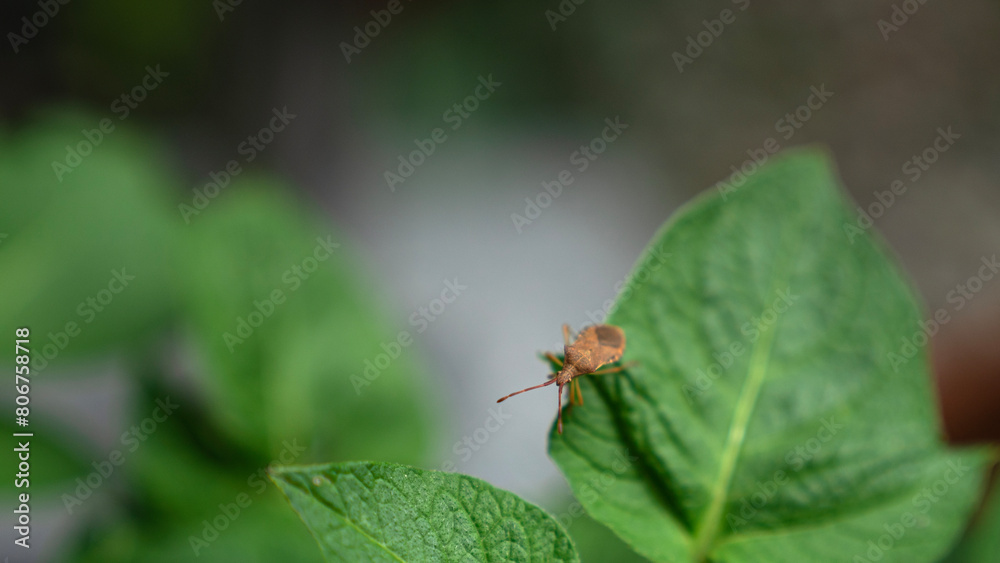 insekten käfer wanze braune randwanze haselrandwanze coreidae insekten käfer wanze braune randwanze haselrandwanze coreidae