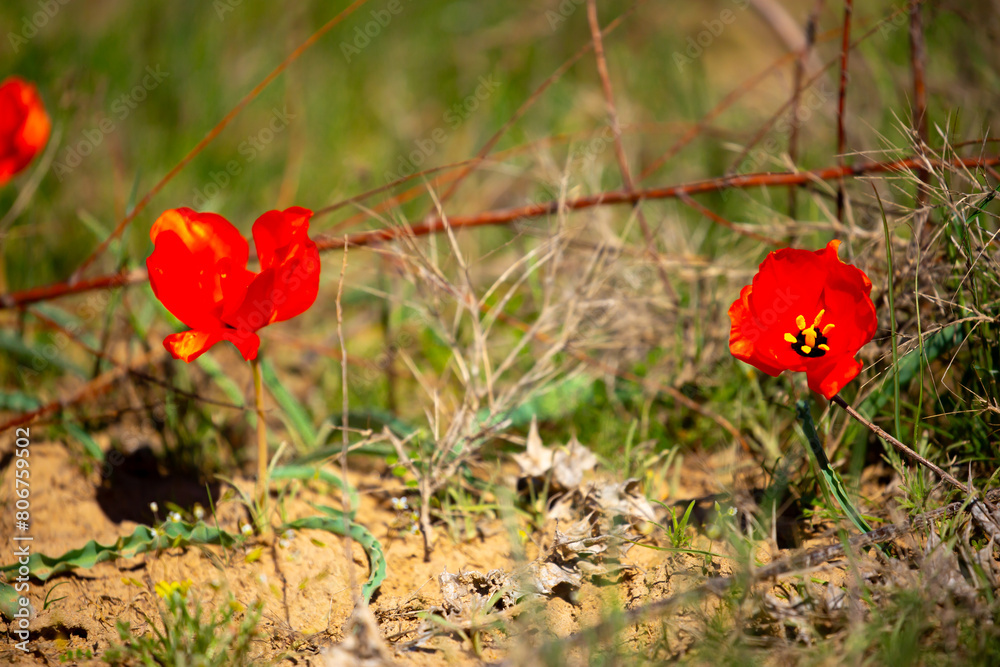 Fototapeta premium Wild Red Data Book tulips Greig in the fields of Kazakhstan. Spring flowers under the rays of sunlight. Beautiful landscape of nature. Hi spring. Beautiful flowers on a green meadow.