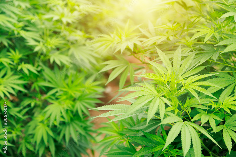 Marijuana cannabis plant farm for medical science use, indoor grown hemp weed tree, summer flower nature warm greenhouse, healthcare medicine treatment illnesses. Marijuana cannabis plant farm for medical science use, indoor grown hemp weed tree, summer flower nature warm greenhouse, healthcare medicine treatment illnesses.