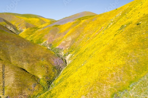 Yellow spring flowers sprawled over the hills in the Superbloom season. Carrizo National Monument, Santa Margarita, California, United States of America. photo