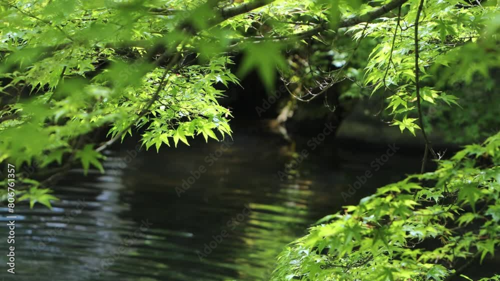 池のほとりの新緑のカエデと波立つ水面のフィックス撮影 池のほとりの新緑のカエデと波立つ水面のフィックス撮影