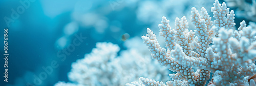 Minimalist panorama of sea blue coral with copy space