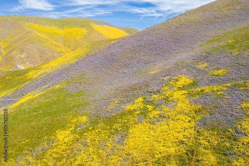 Yellow spring flowers sprawled over the hills in the Superbloom season. Carrizo National Monument, Santa Margarita, California, United States of America. photo