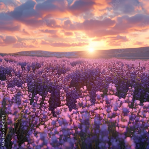 Lavender field at sunset in Provence  France