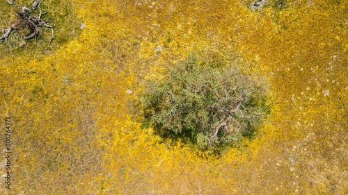 Shrubs a meadow covered with yellow spring flowers sprawled over the area from the spring Superbloom season.  Santa Margarita, California, United States of America. photo