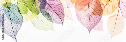 Pastel transparent leaf structure with cells isolated on a white background