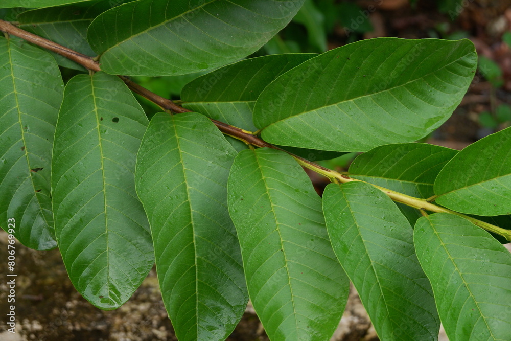 Fototapeta premium photography of guava leaf plants which can be used as herbal medicine