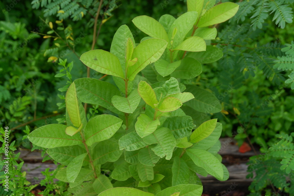 photography of guava leaf plants which can be used as herbal medicine photography of guava leaf plants which can be used as herbal medicine