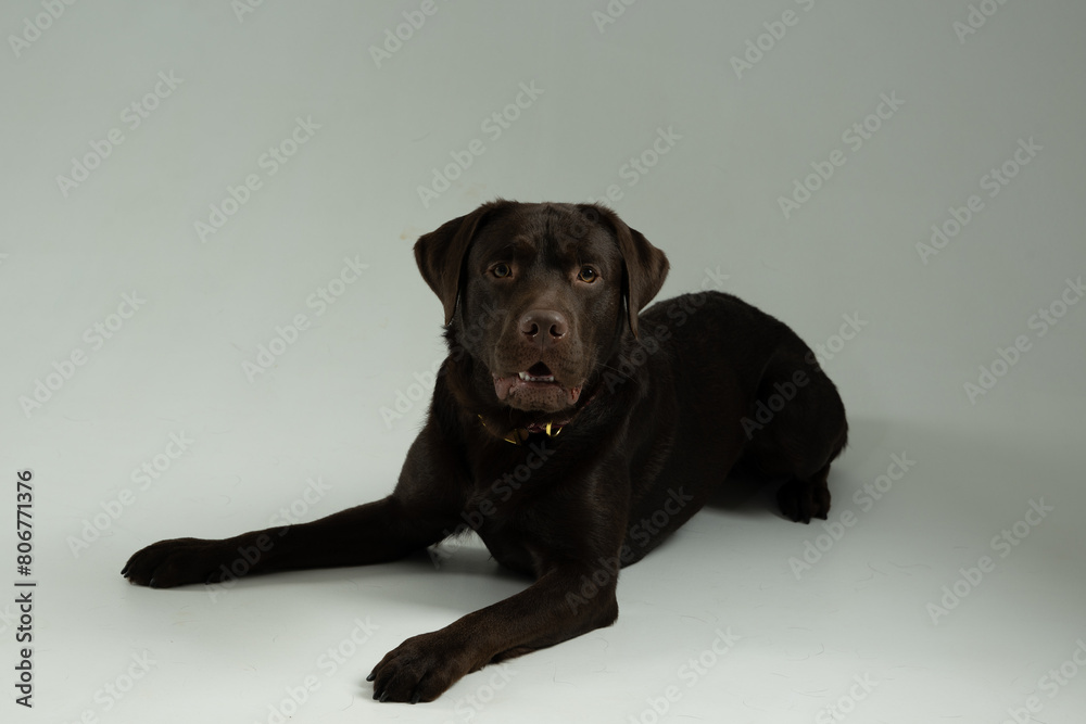 Labrador hund