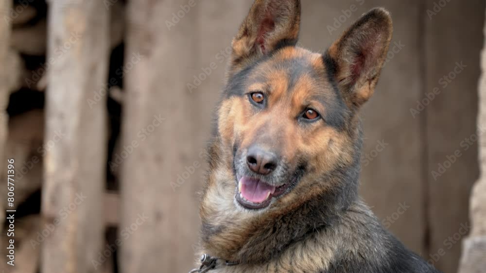 Cute German dog portrait close up on old wooden door defocused background. Caring for domestic animals pets concept Cute German dog portrait close up on old wooden door defocused background. Caring for domestic animals pets concept