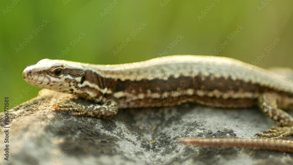 Common wall lizard Podarcis muralis close-up European stone on sand reptile detail grass steppe and stones motion mighty rare on rock searching prey, wild endangered species small Europe Common wall lizard Podarcis muralis close-up European stone on sand reptile detail grass steppe and stones motion mighty rare on rock searching prey, wild endangered species small Europe