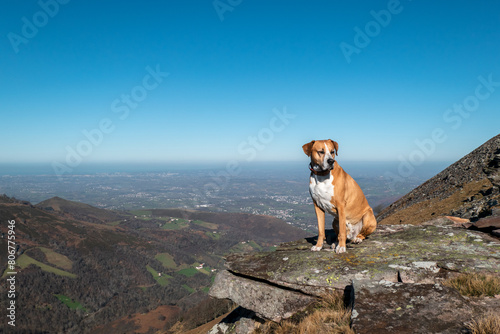 Cachorro sobre uma rocha no pico da montanha Artzamendi no País Basco photo