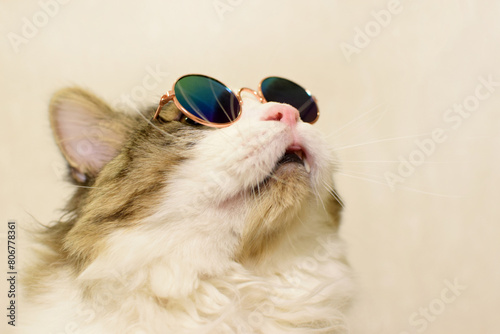 Funny domestic fluffy cat in sunglasses looks up © Oksana
