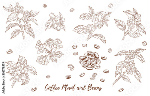 Vector coffee plant with berries beans line art illustration, graphic line coffee plant combination. Coffee berries. Coffee beans. Great for any designs, textile, art, walls, package