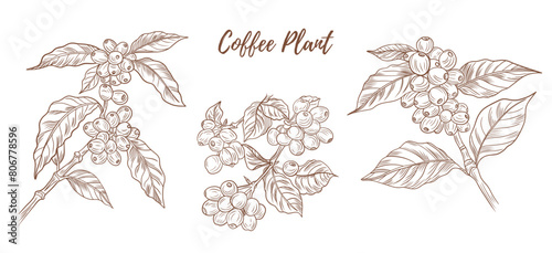 Vector coffee plant with berries beans line art illustration, graphic line coffee plant combination. Coffee berries. Coffee beans. Great for any designs, textile, art, walls, package photo