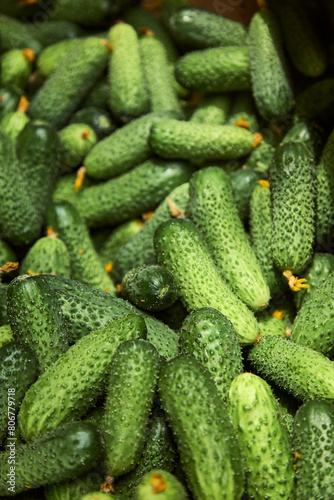 Young green cucumbers. Close up. Vertical