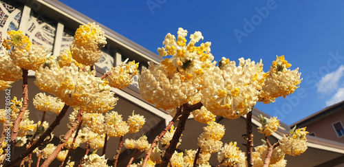 An edgeworthia chrysantha or paper bush with yellow flowers blooms near a house against a blue sky. Panorama. photo