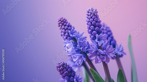 Blooming grape hyacinth Muscari on color background