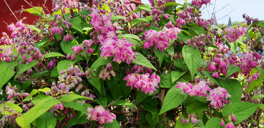 A deutzia bush with pink flowers blooms in a flowerbed near the house. Panorama.