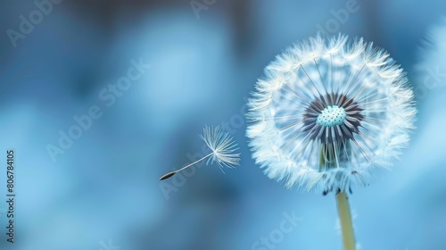   A dandelion wavers in the wind against a softly blurred background  framed by a blue sky
