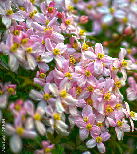 Berg-Waldrebe (Clematis montana) photo