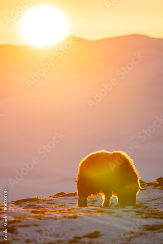 Beautiful vertical portrait of a baby musk ox looking for food in the snow in a snowy landscape in Norway at sunset with the sun in the background