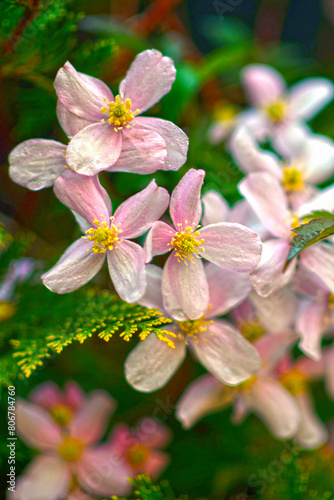 Berg-Waldrebe (Clematis montana) photo